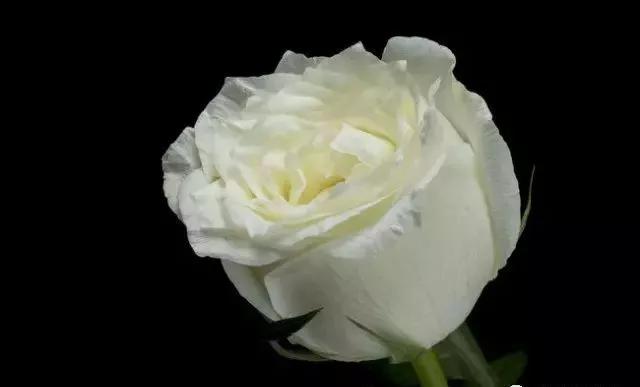 玫瑰花有哪些品种,玫瑰花有哪些品种大全