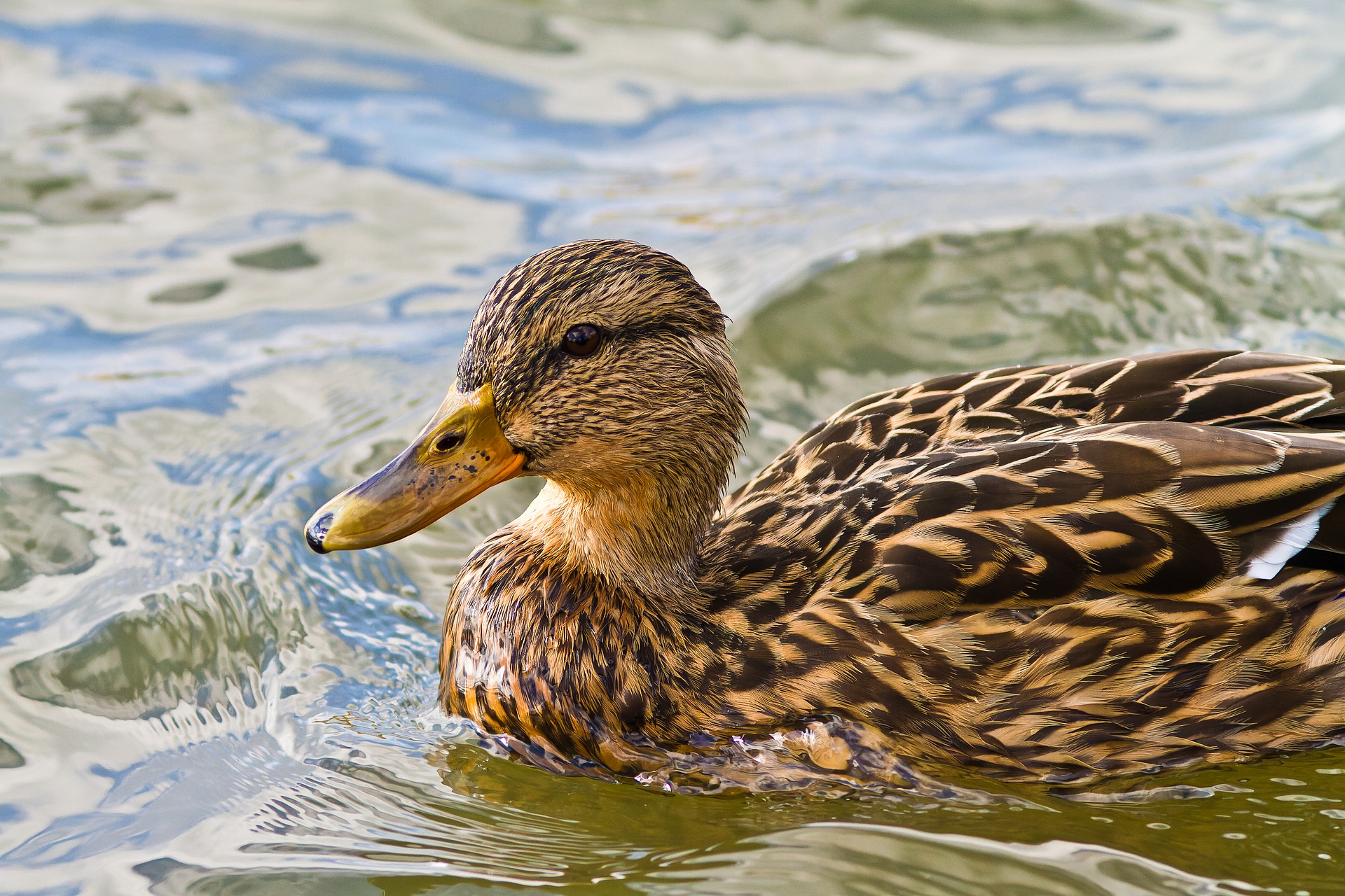 八年级数学知识点全归纳非常全面,北师大八年级下册数学知识点归纳