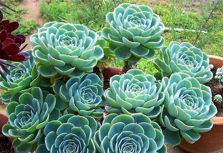 玉蝶侧芽怎么养成老桩,玉蝶老桩怎么修剪桩型