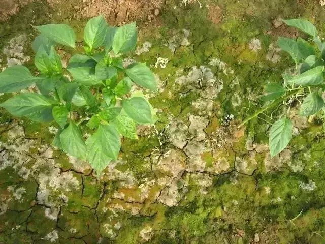 农友:我家有“粪”不用花钱买有机肥?对不起,你的灾难要来了