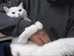 爱宠过冬知识大全,爱宠温暖过冬