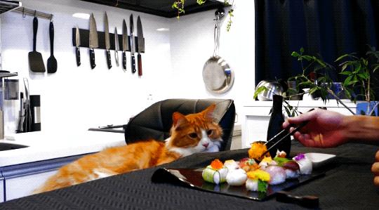 两个月的猫咪吃泡粮好还是干粮,猫咪喂粮应该都喂些什么