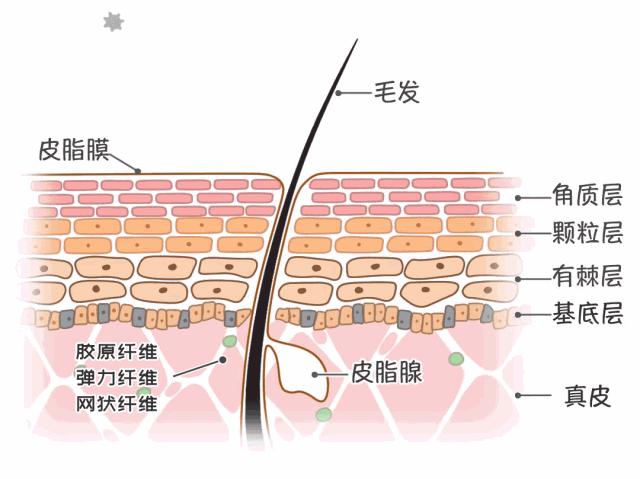 大干皮怎么更好用甘油护肤,甘油护肤补水在哪个步骤用
