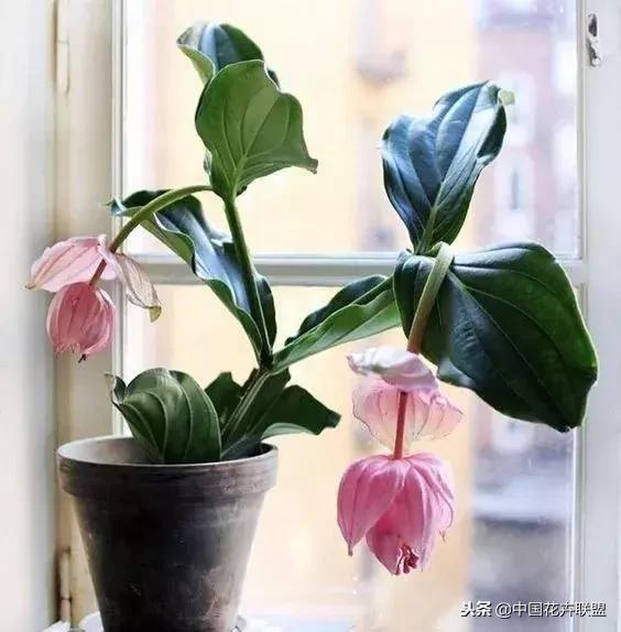 打翻了调色盘的花,打翻了调色盘的美景