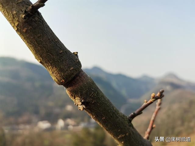 李子嫁接成活要不要修枝,村民种植果树亏本