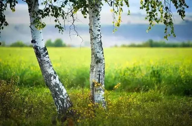 相思是一种美丽的缘分,相思是一种温馨的句子