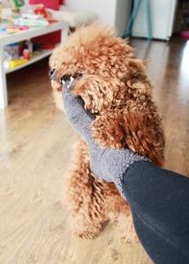 泰迪几个动作说明它爱你的表现,泰迪做出不雅动作怎么制止