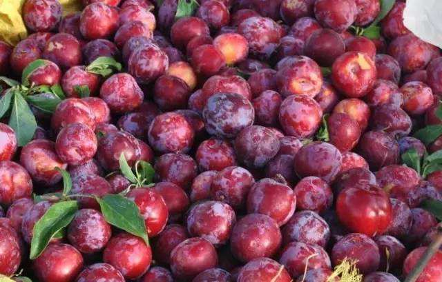 一听到菠萝就酸,盘点那些能让你疯狂流口水的水果