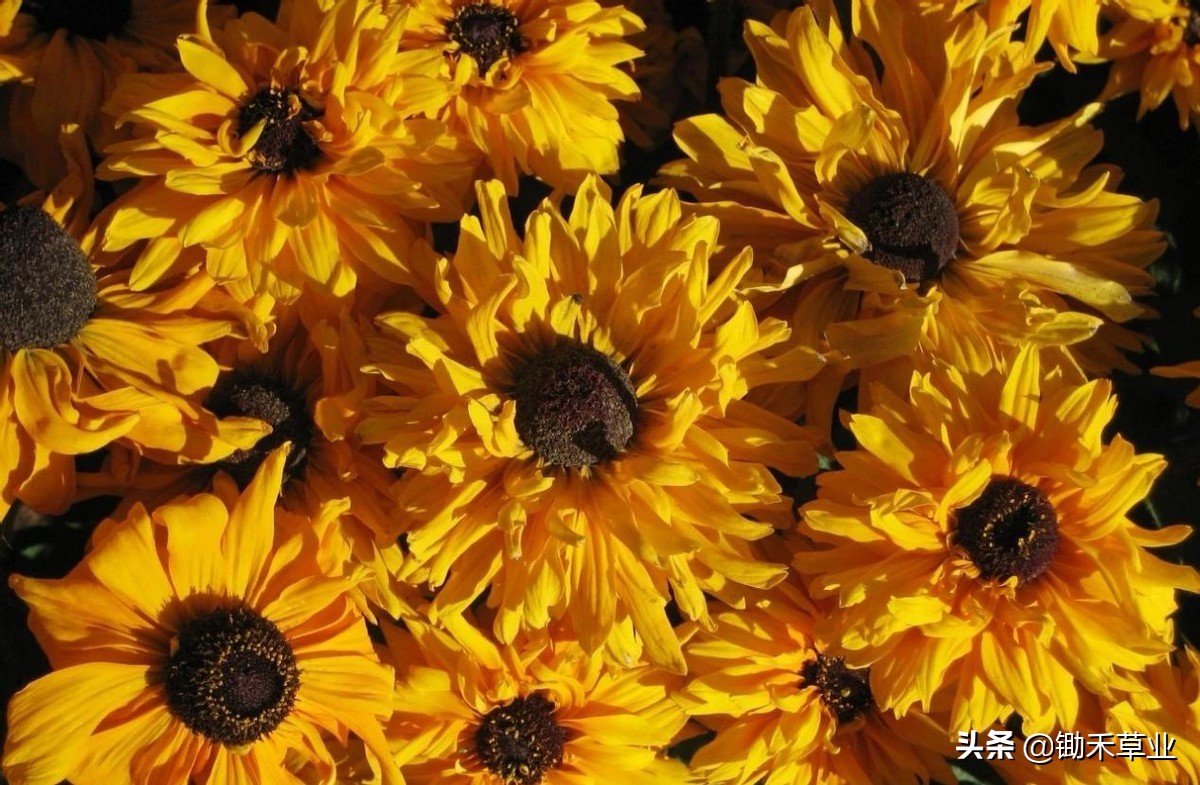 不低头始终向阳-黑心菊