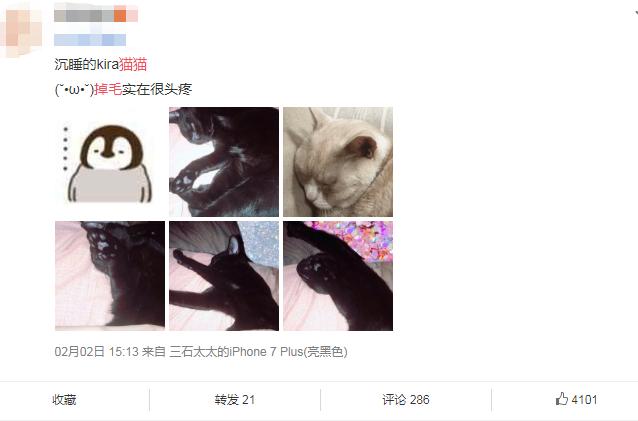 宠物毛发到处飞,宠物长杂毛该怎么办