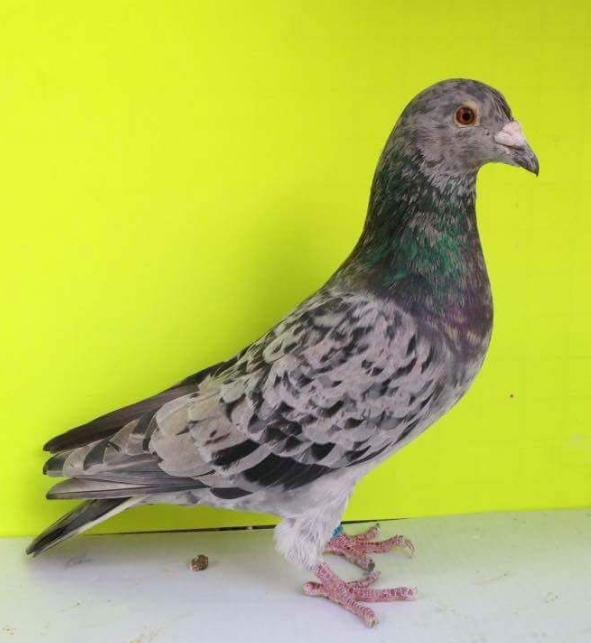 冬季如何让鸽子继续繁殖,怎么才能让鸽子停止繁殖