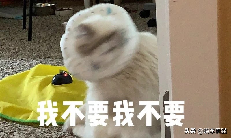 猫咪绝育手术之后怎么护理,猫咪绝育手术后怎么护理