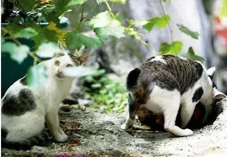 这些猫咪发情及繁育过程中的冷知识，你知道几个？