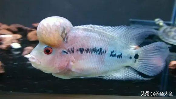 怎么快速让罗汉出状态,18罗汉最简单的复原方法