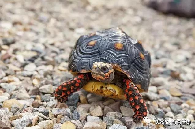 红腿象龟新手入门教程,黄腿象龟