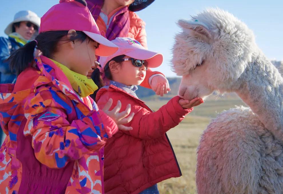 坝上秋色之金色草原,坝上金色草原风景