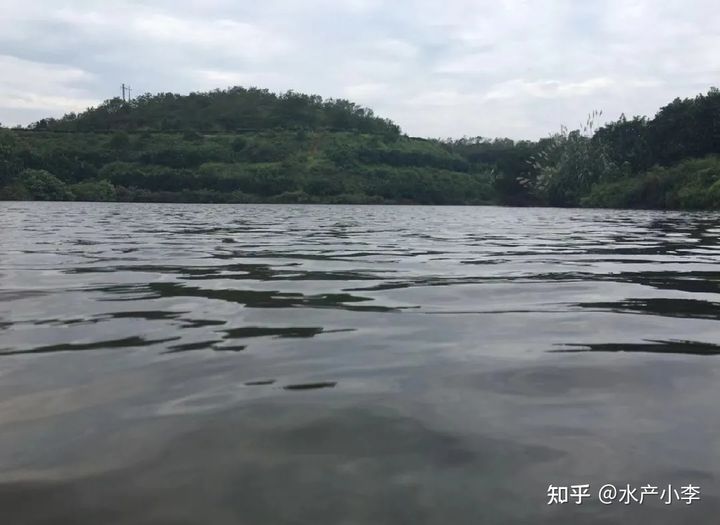 草鱼春季烂身怎么回事,鱼塘的草鱼烂身是什么病