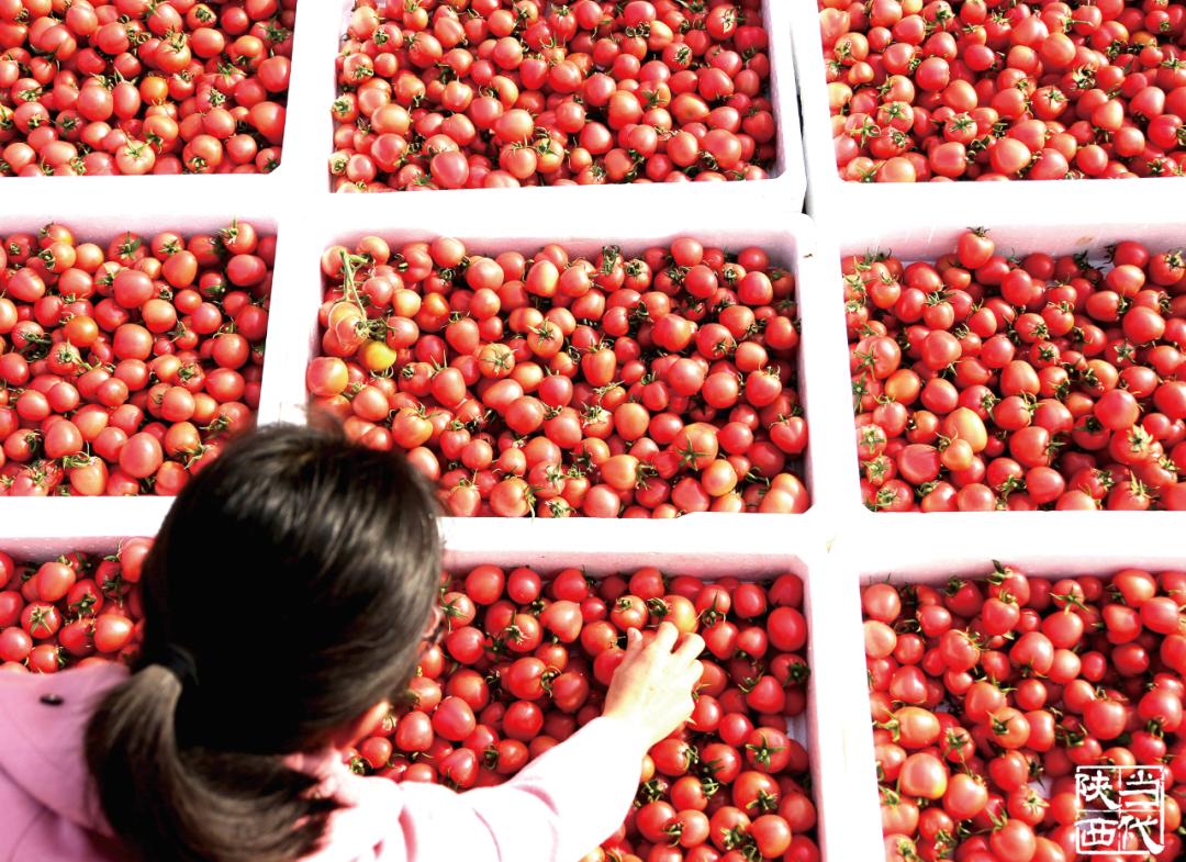 泾阳现在的蔬菜,疫情之下菜篮子工程面临的问题