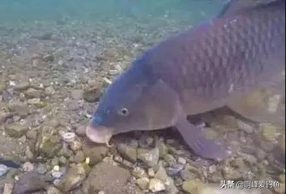 用颗粒钓鱼小妙招,钓鱼用颗粒钓法