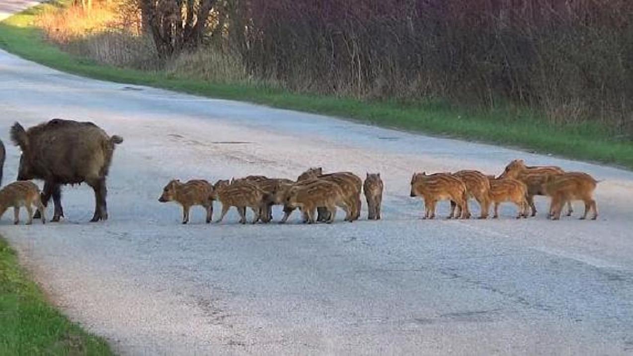 中国野猪都不够吃的为何泛滥成灾,中国野猪近年数量情况