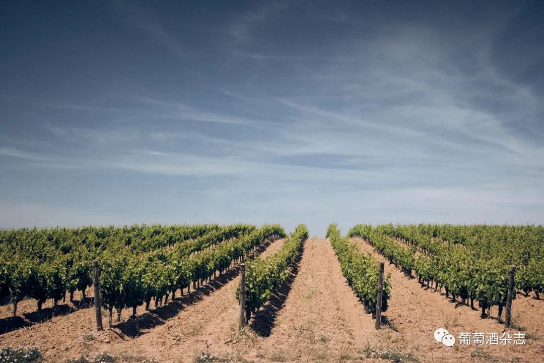 拉菲集团全系列产品图,拉菲集团旗下葡萄酒