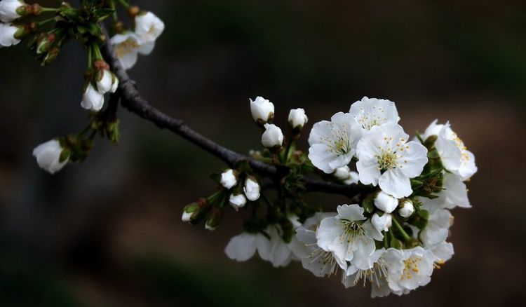 一朝春满暗香来——月溶溶《月华水光》词集