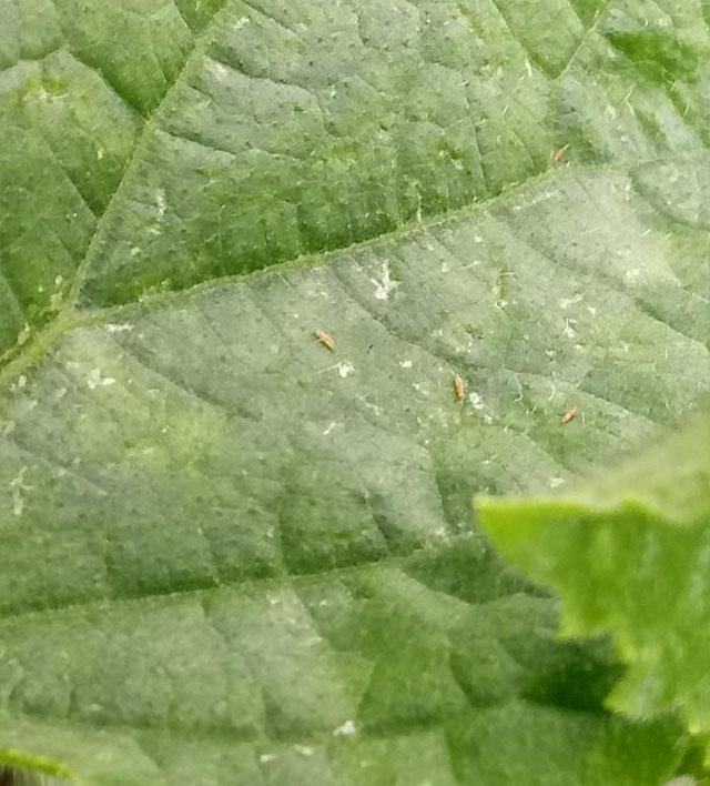 大棚蔬菜的蓟马怎么防治,大棚黄瓜蓟马各种虫害图片