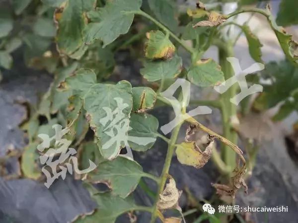 番茄病害防控方法,番茄的细菌性斑点病怎么防治