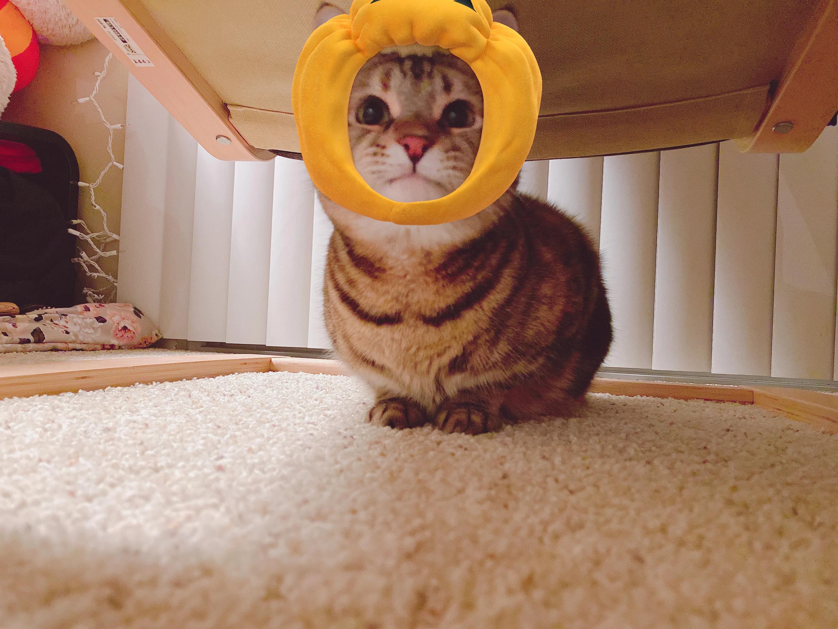 领养代替购买的内容,领养代替购买视频