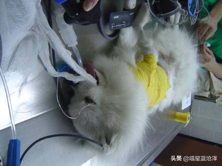 铲屎官要听懂的猫咪求救,铲屎官猫咪的急救信号