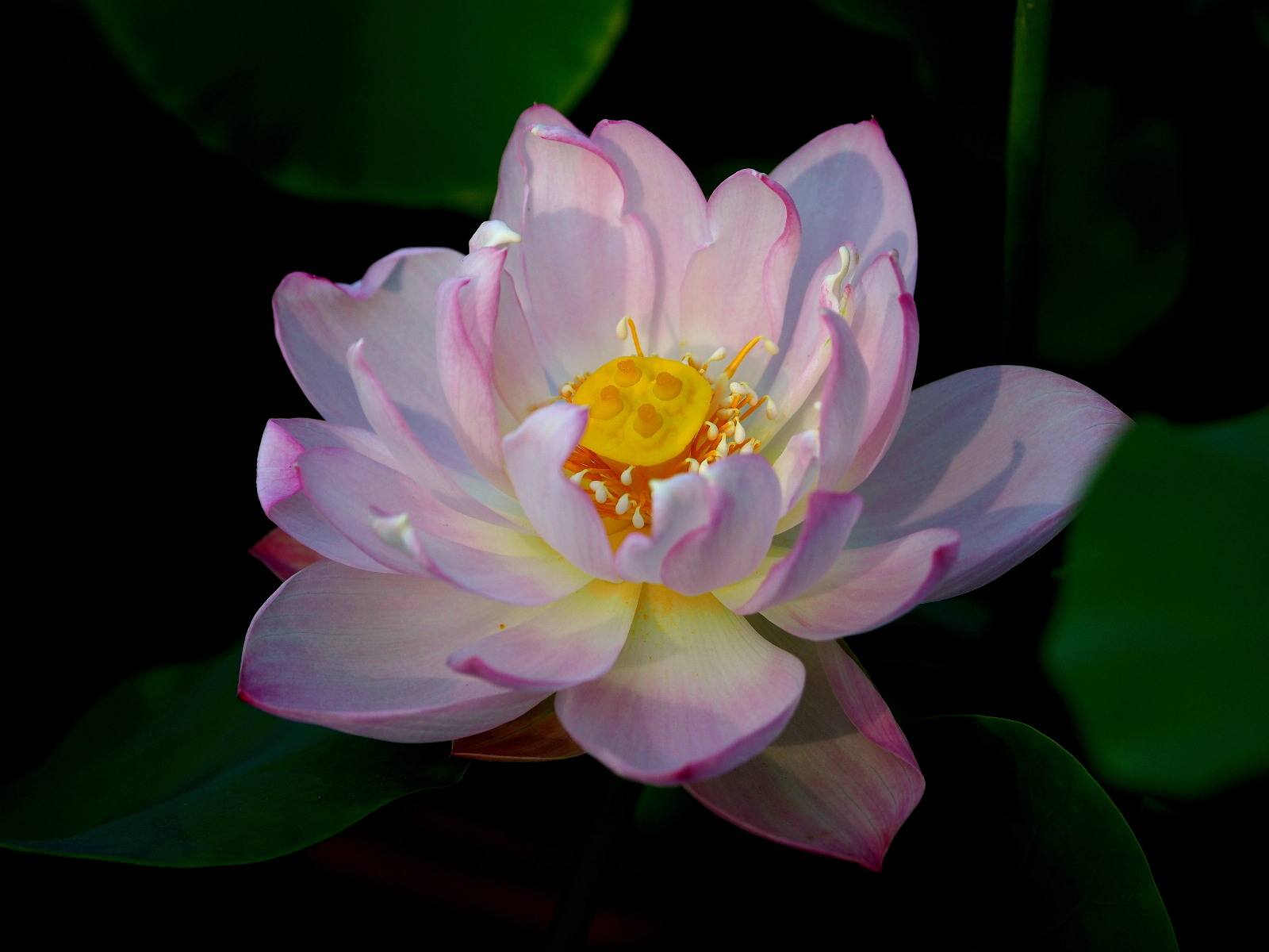 碗莲种植方法水培好还是泥土种好,11月份能用碗莲种子种碗莲吗