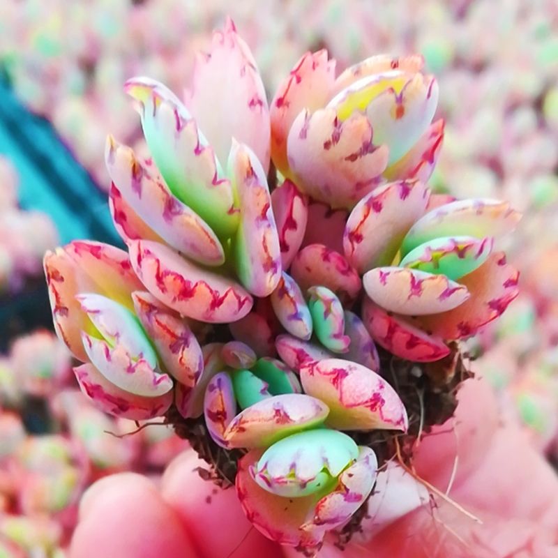 十大最好养的绿萝花,九种养不死的花