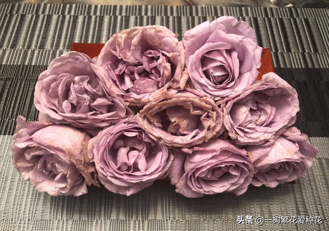 蓝色风暴月季为什么不好养,蓝色风暴月季收到货应该怎么缓苗