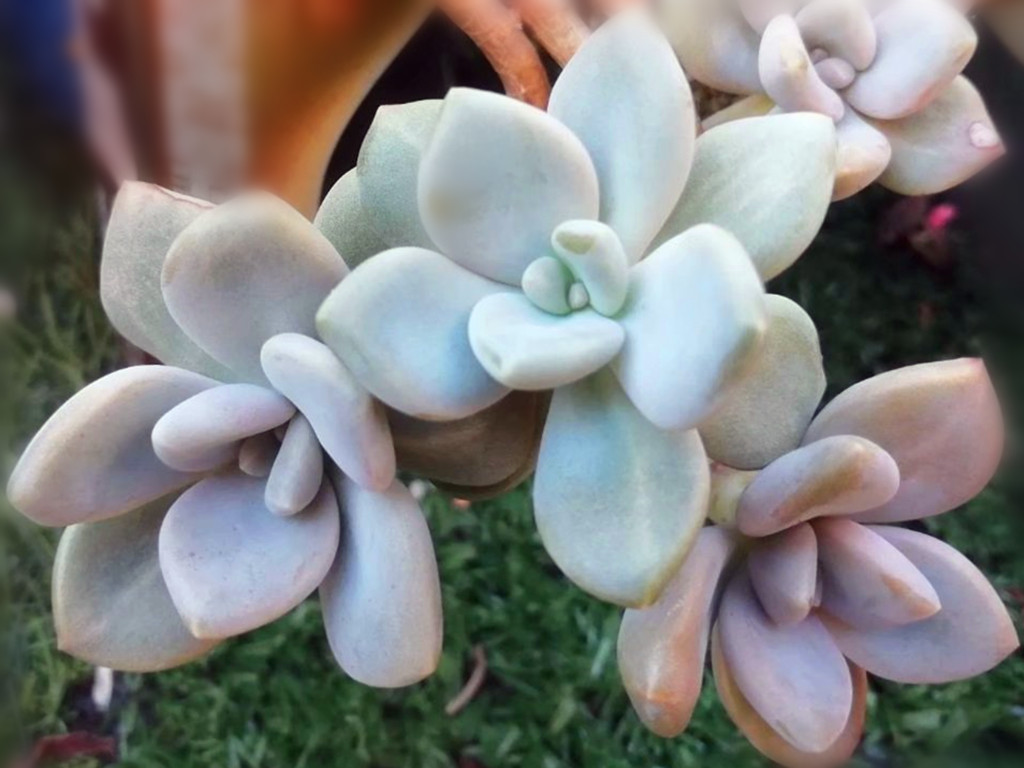 多肉晒伤后怎么处理,多肉被晒伤了怎么补救