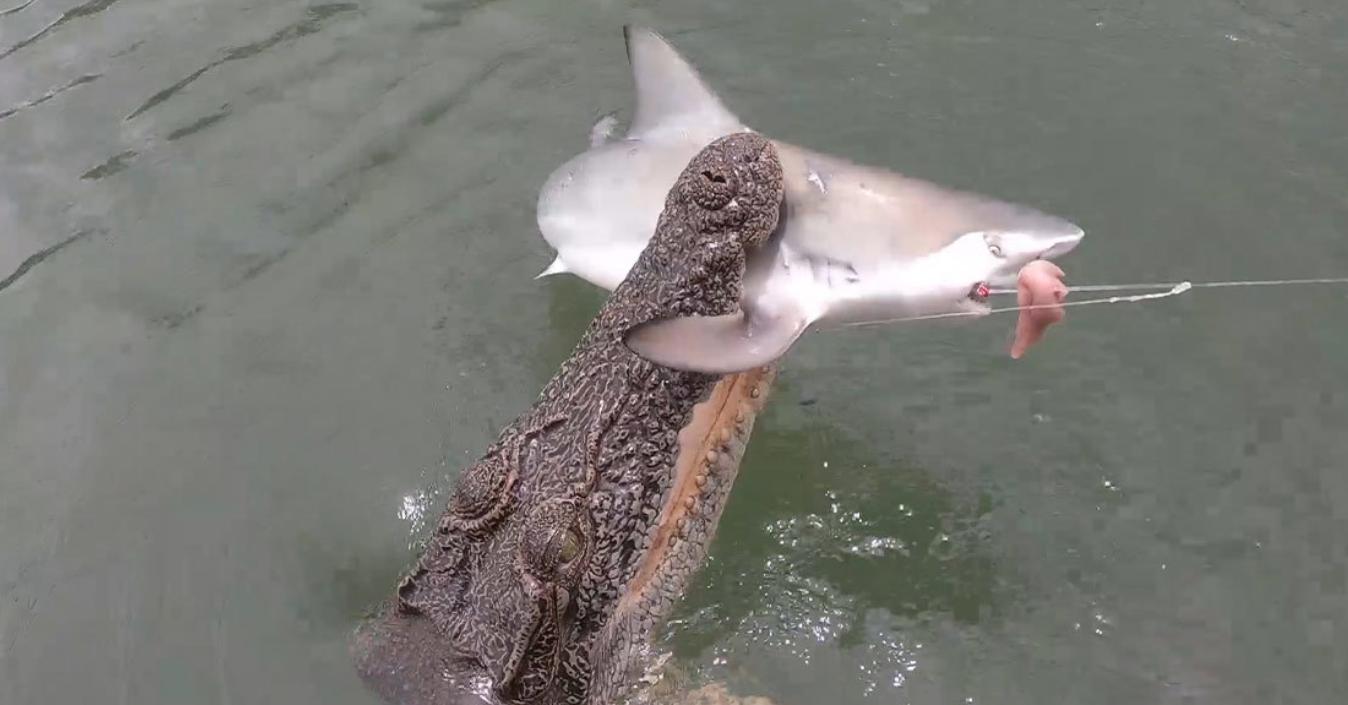 虎鲨捕食鳄鱼,鳄鱼被猎豹抓住