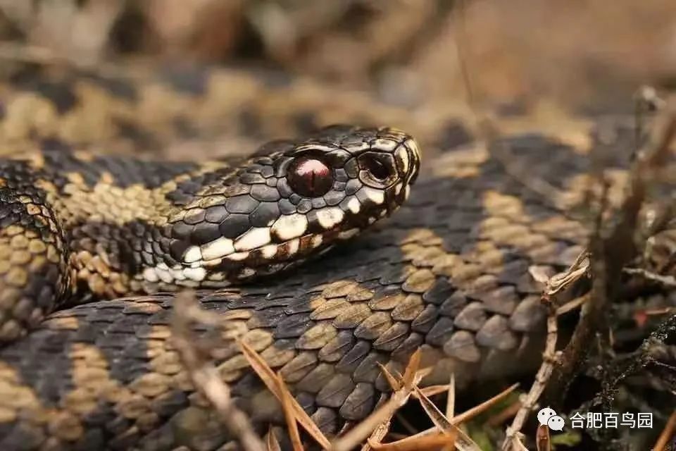 蛇如何升级为龙,可以升级的蛇