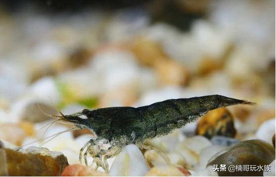 养观赏虾的正确方法和注意事项,适合新手饲养的观赏虾