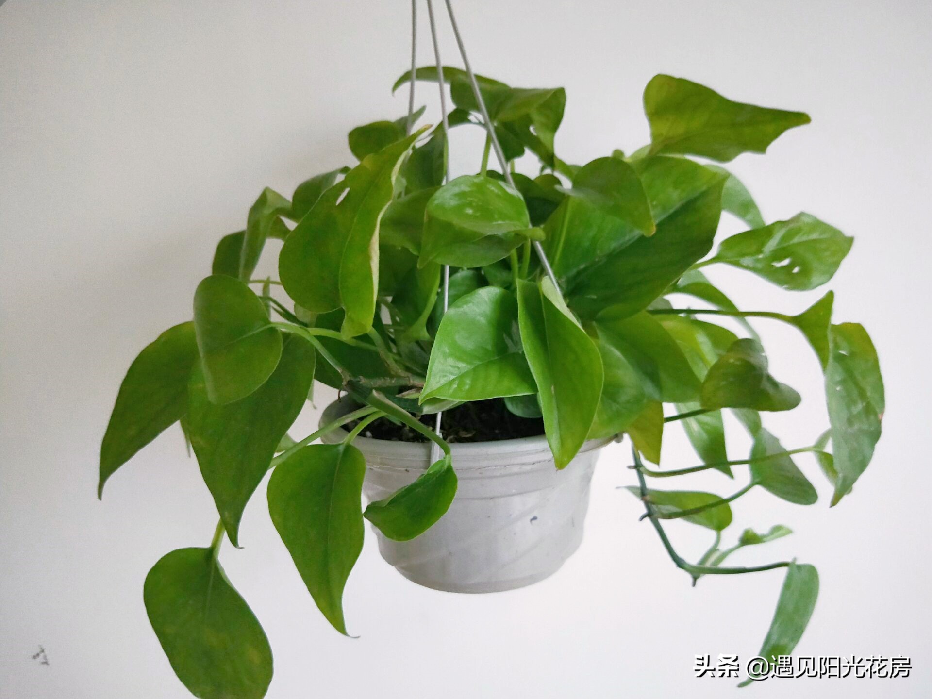 孕妇养花的注意事项,孕妇初期适合哪些比较容易养的花