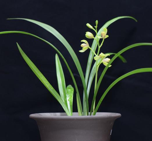 兰花怎么区分莲瓣兰,春兰兰花怎么分辨