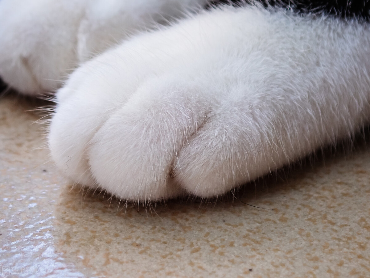 甯歌鐨勪竷绉嶄腑鍗庣敯鍥尗闆呯О,涓崕鐢板洯鐚彜浠ｇ殑闆呯О鏈夊濂藉惉