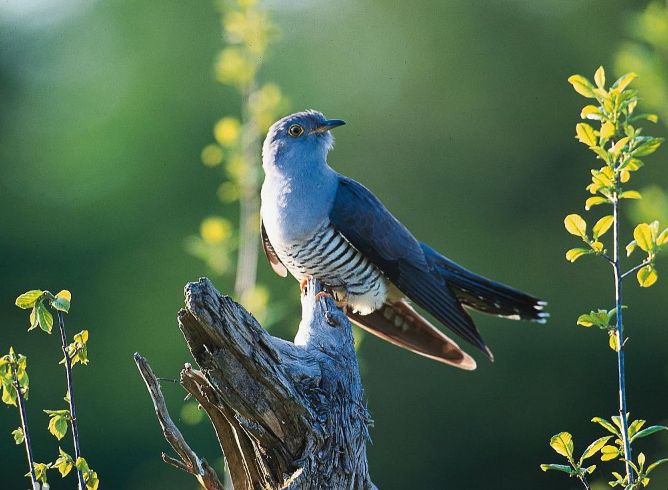 笠翁对韵启蒙经典,笠翁对韵国学启蒙