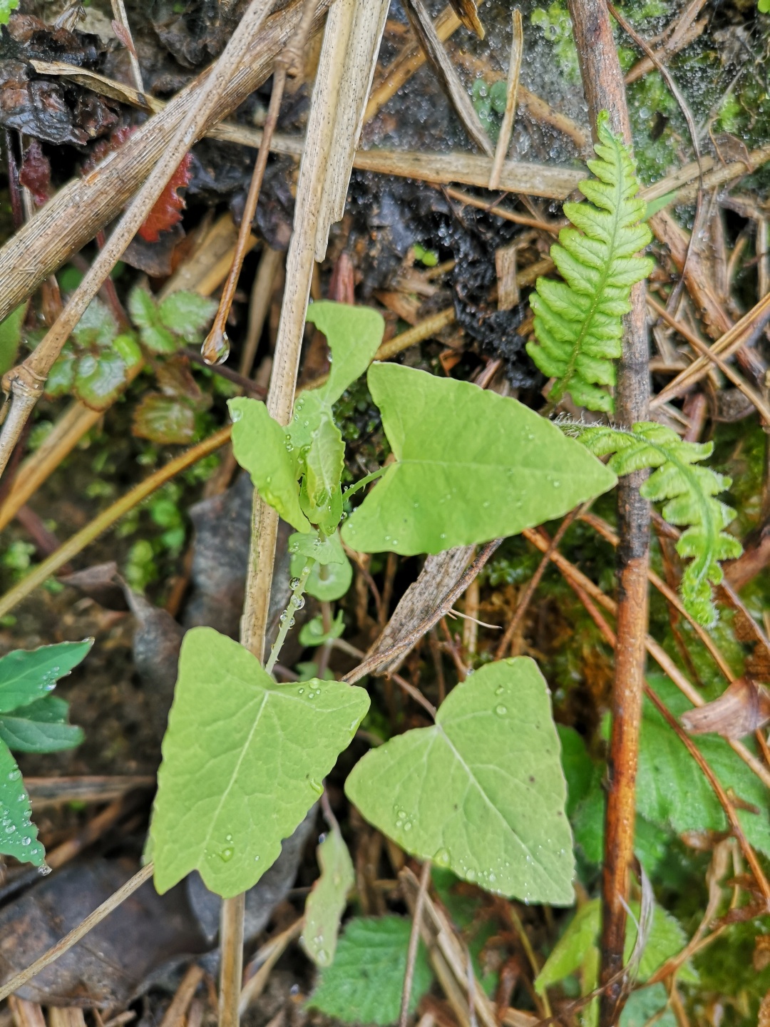 竹林深处探宝——只为了那一棵黄精