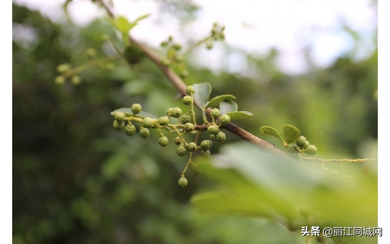 华坪县腊姑河乡旅游,华坪腊姑河乡村旅游
