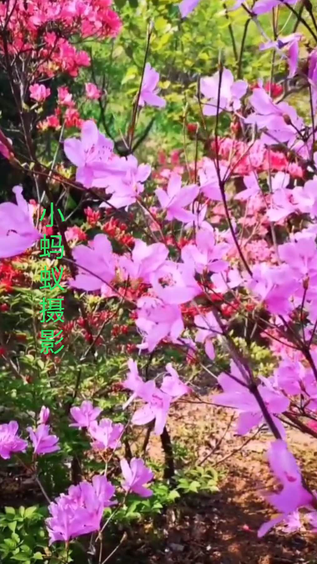 鲁山画眉谷郏县旅游景点推荐,平顶山鲁山风景区旅游攻略