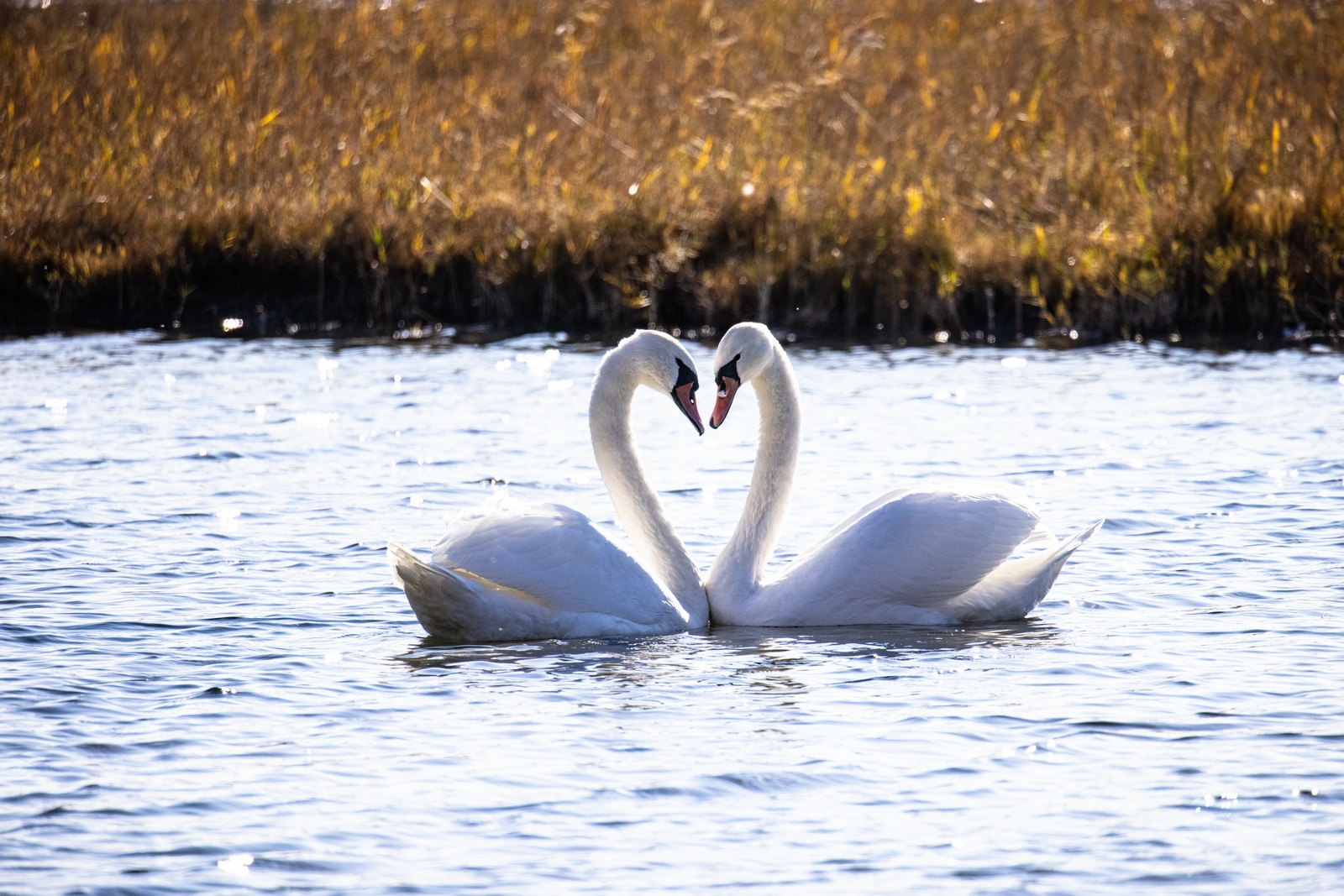 eosr5拍鸟体验,eosr5摄影与视频拍摄技巧大全