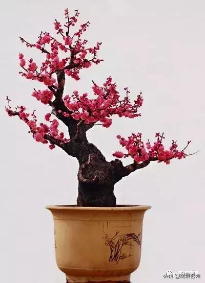 姊呰姳鐩嗘櫙浠锋牸,榫欐父姊呰姳鐩嗘櫙