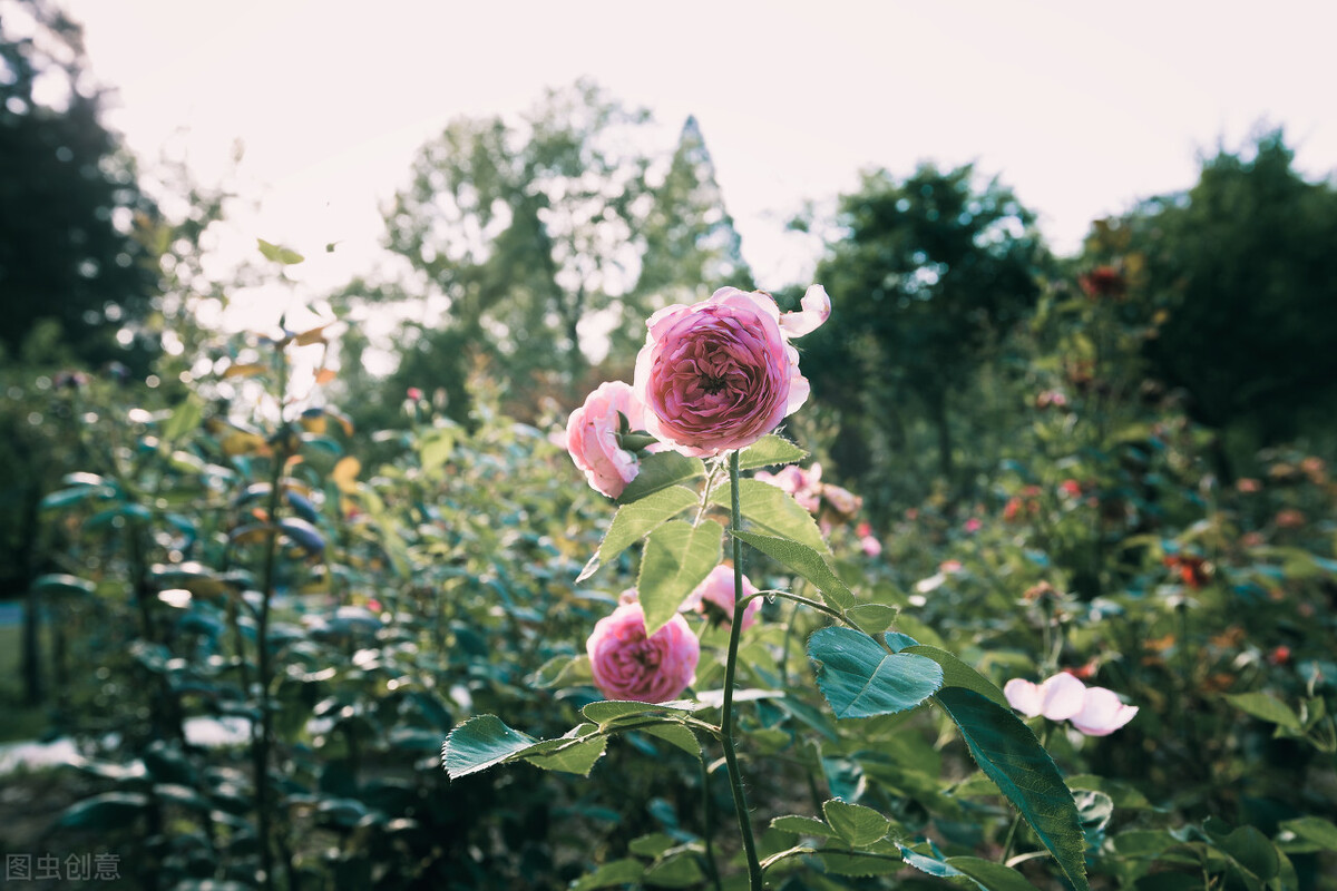 成人之美是一种修养也是最高境界,成人之美是一种高贵的品质