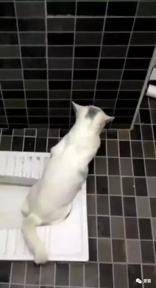 猫是否知道自己是猫,猫知自己是猫么