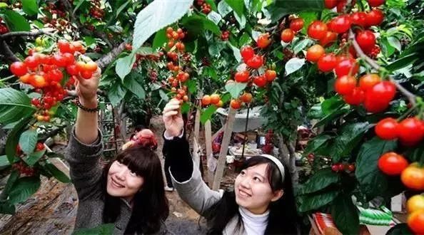 西安周边现在哪的樱桃成熟,西安摘樱桃好去处有哪些