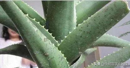 芦荟治哪九种病,芦荟病害怎么治